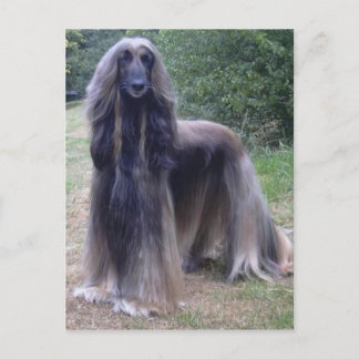 Afghan Hound Dog Briefkaart