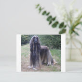 Afghan Hound Dog Briefkaart (Staand voorkant)
