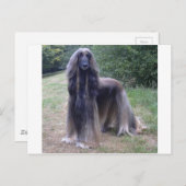 Afghan Hound Dog Briefkaart (Voorkant / Achterkant)