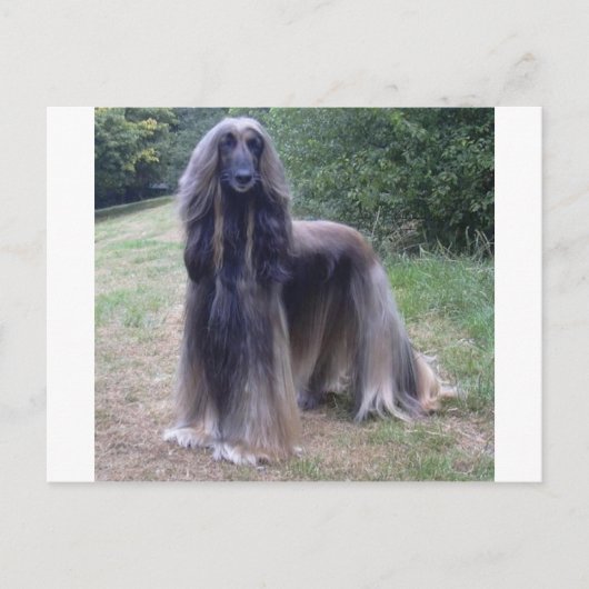 Afghan Hound Dog Briefkaart (Voorkant)