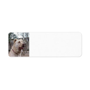 Afghan_Shepherd Etiket