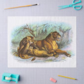 Afleiding  leeuwen en kubussen tissuepapier (Craft)