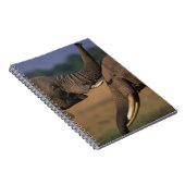 Africa, Kenia, Masai Mara Game Reserve, Two Bull Notitieboek (Rechterzijde)