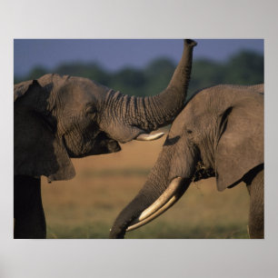 Africa, Kenia, Masai Mara Game Reserve, Two Bull Poster