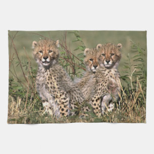 Africa; Kenia; Masai Mara; Three cheetah cubs; Theedoek