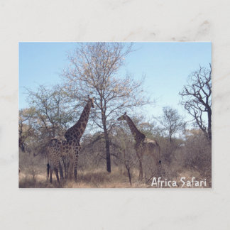 Africa Safari Briefkaart