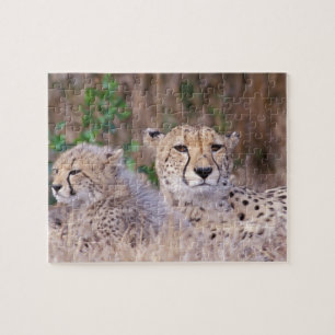 Africa, Zuid-Afrika, Tswalu Reserve. Cheetahs Legpuzzel