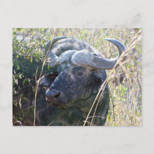African buffalo briefkaart