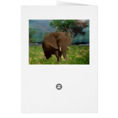 African Bull Elephant, Birthday Kaart (Achterkant)