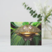 African Burrowing Bullfrog, Pyxicephalus 2 Briefkaart (Staand voorkant)