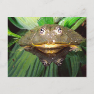 African Burrowing Bullfrog, Pyxicephalus 2 Briefkaart