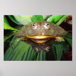 African Burrowing Bullfrog, Pyxicephalus 2 Poster