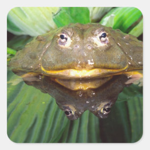 African Burrowing Bullfrog, Pyxicephalus 2 Vierkante Sticker