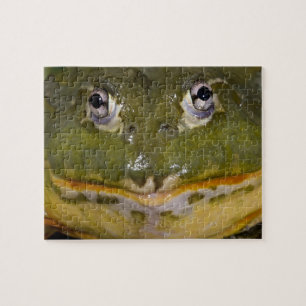 African Burrowing Bullfrog, Pyxicephalus Legpuzzel