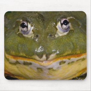 African Burrowing Bullfrog, Pyxicephalus Muismat