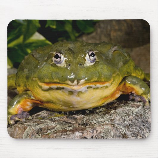 African Burrowing Bullfrog, Pyxicephalus Muismat (Voorkant)