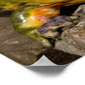 African Burrowing Bullfrog, Pyxicephalus Poster (Hoek)