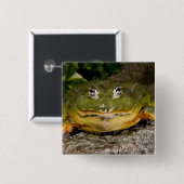 African Burrowing Bullfrog, Pyxicephalus Vierkante Button 5,1 Cm (Voorkant /achterkant)