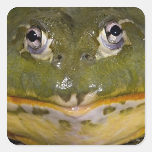 African Burrowing Bullfrog, Pyxicephalus Vierkante Sticker (Voorkant)