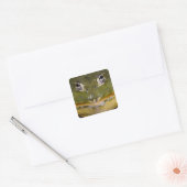 African Burrowing Bullfrog, Pyxicephalus Vierkante Sticker (Envelop)