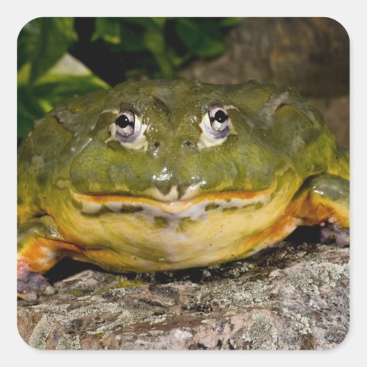 African Burrowing Bullfrog, Pyxicephalus Vierkante Sticker (Voorkant)