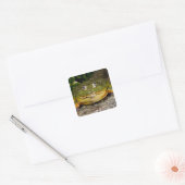African Burrowing Bullfrog, Pyxicephalus Vierkante Sticker (Envelop)