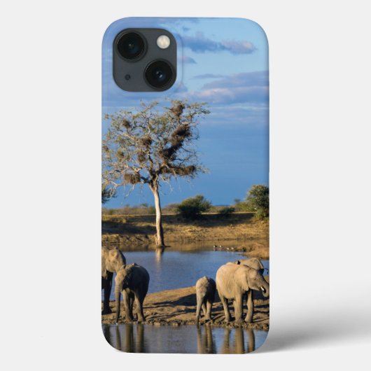 African Bush Elephants Case-Mate iPhone Case (Achterkant)