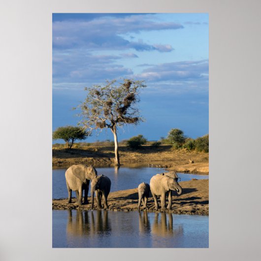 African Bush Elephants Poster (Voorkant)