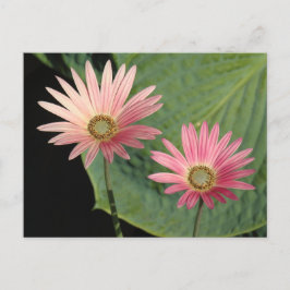 African Daisies Bute Park, Cardiff, Wales Briefkaart