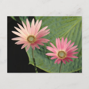 African Daisies Bute Park, Cardiff, Wales Briefkaart