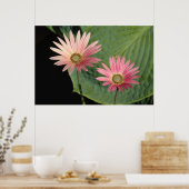 African Daisies Bute Park, Cardiff, Wales Poster (Keuken)