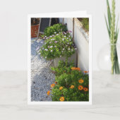 African Daisies Portrait Kaart (Voorkant)