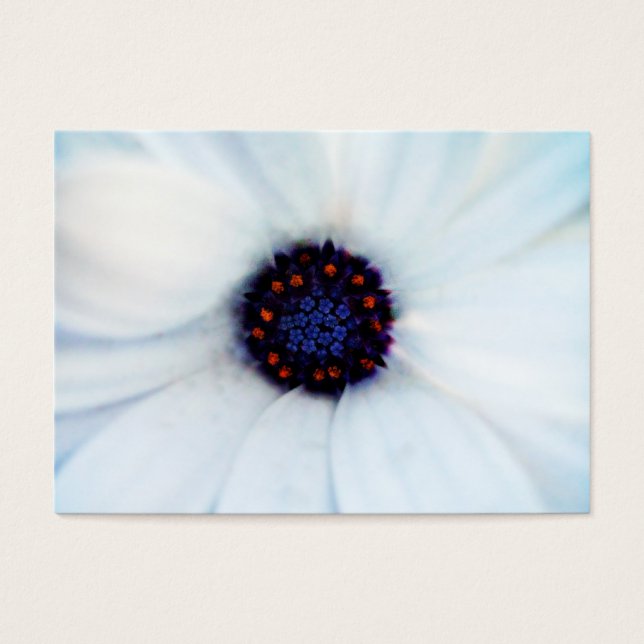 African daisy (Devant)