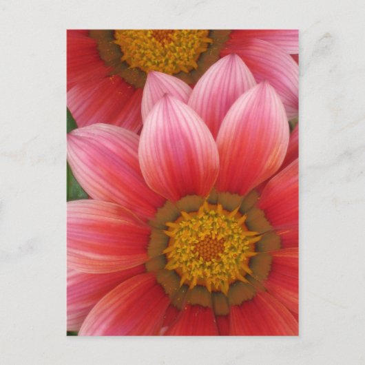 African Daisy Briefkaart (Voorkant)