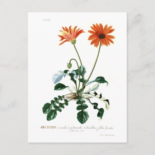 African Daisy Briefkaart (Voorkant)