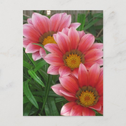 African Daisy Briefkaart (Voorkant)