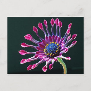 African Daisy Briefkaart