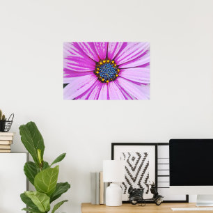 African Daisy Close Up Poster Kunst