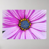 African Daisy Close Up Poster Kunst (Voorkant)