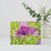 African Daisy Flower Briefkaart (Staand voorkant)