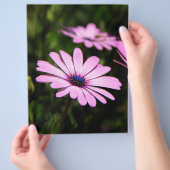 African Daisy Flyer (Hand)
