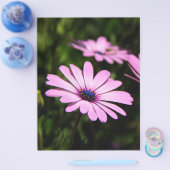 African Daisy Flyer (Enkel)