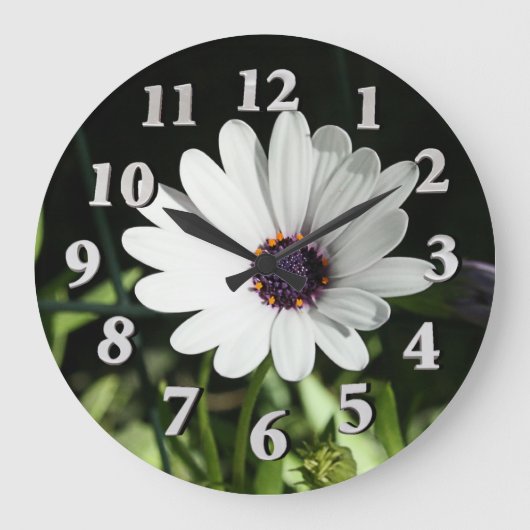 African Daisy Grote Klok (Voorkant)