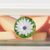 African Daisy Labels (Aangebracht)