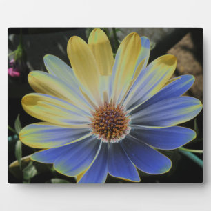 African Daisy Lapis and Gold Plaque Fotoplaat