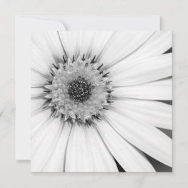 African Daisy Monochrome Floral Kaart