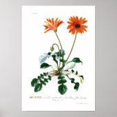African Daisy Poster (Voorkant)