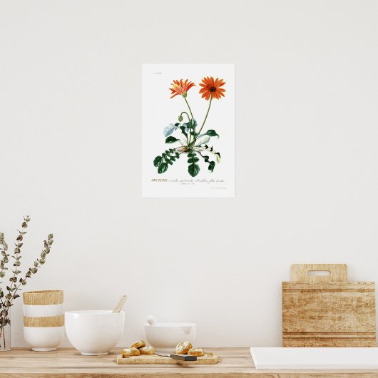 African Daisy Poster (Keuken)