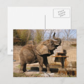 African_Elephant_001 Briefkaart (Voorkant / Achterkant)
