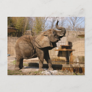 African_Elephant_001 Briefkaart